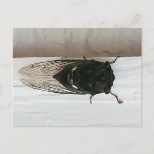 Cartão Postal Cicada Foto