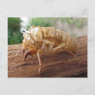 Cartão Postal Cicada Shell