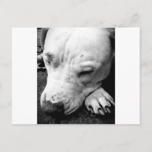 Cartão Postal cicatriz do harry potter cachorro pit bull branco