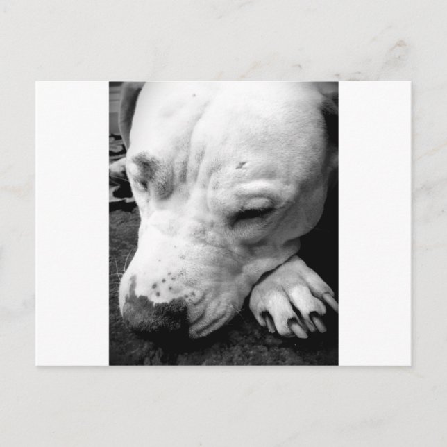 Cartão Postal cicatriz do harry potter cachorro pit bull branco (Frente)