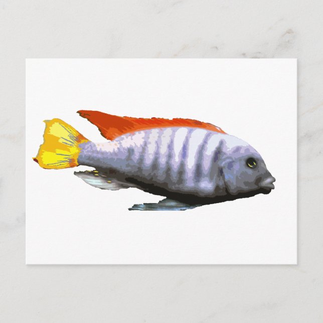 Cartão Postal Cichlid de Zebra Azul-Gelo (Frente)