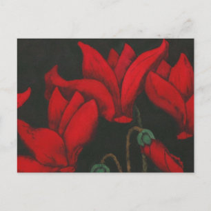 Cartão Postal Ciclame Vermelho floresce sobre fundo negro escuro