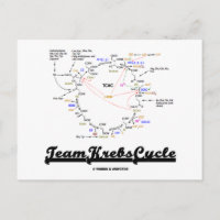 Ciclo de Krebs de Equipe (Ciclo de Ácido Cítrico -