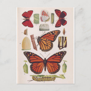 Cartão Postal Ciclo de Vida da Borboleta Monarca
