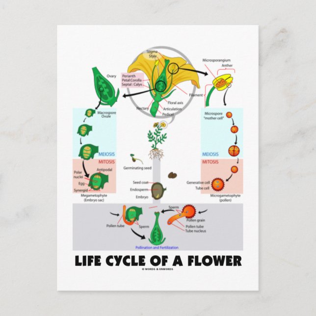 Cartão Postal Ciclo De Vida De Uma Flor (Angiosperma) (Frente)
