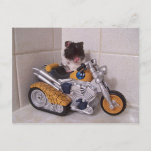 Cartão Postal ciclo noah