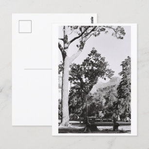 Cartão Postal Cidade do Cabo Natureza Montanha África do Sul ZA