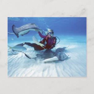 Cartão Postal Cidade do Stingray, Grande Cayman, Ilhas Cayman,