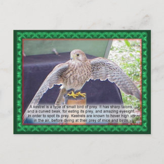 Cartão Postal Ciência, animais, pássaros, Kestrel