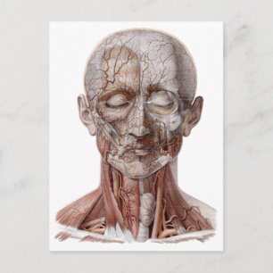 Cartão Postal Ciência da Anatomia Humana Vintage, Nariz Da Garg