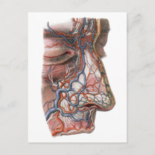 Cartão Postal Ciência Vintage Anatomia Humana, Rosto com Nariz