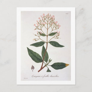 Cartão Postal Cinchona de 'Phytographie Medicale' por Joseph Ro