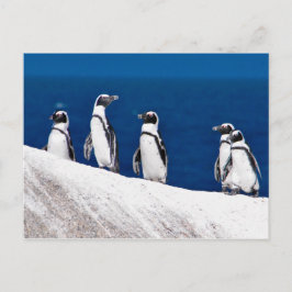 Cartão Postal Cinco pinguins pendurados em uma fotografia rock n