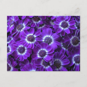 Cartão Postal Cinerarias brancas roxas