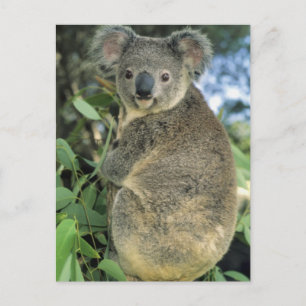 Cartão Postal Cinereus do Koala, do Phascolarctos), psto em