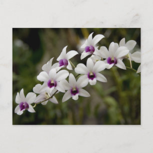 Cartão Postal Cingapura (Sânscrito para a Cidade do Leão). Nac