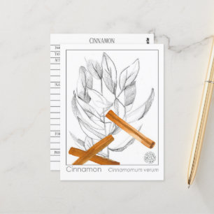 Cartão Postal Cinnamon Spice Materia Medica Monografias à Herbal