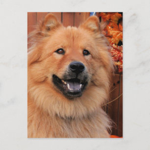 Cartão Postal Cinny - Chow Chow Photo-12