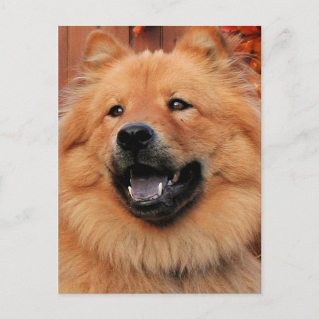 Cartão Postal Cinny - Foto Chow Chow - 5 (Frente)