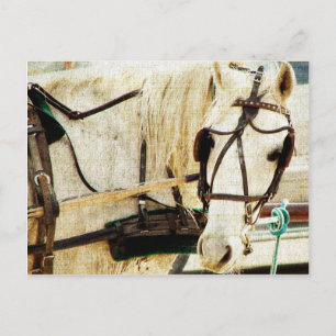 Cartão Postal Cinza Amish Buggy Horse