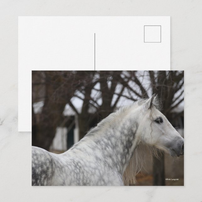 Cartão Postal Cinza Andalucian Stallion Captura (Frente/Verso)