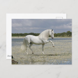 Cartão Postal Cinza Andaluciano Stallion Em Lago
