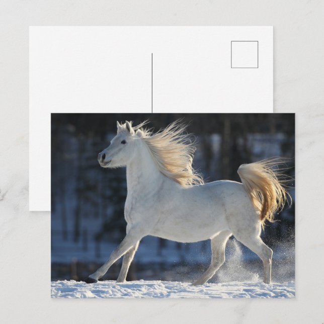 Cartão Postal Cinza Árabe Correndo Na Neve Mane Fluindo (Frente/Verso)