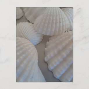 Cartão Postal Cinza Branca, Conchas, Sea Shell Summer Beach Love