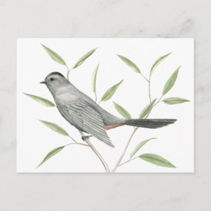 Cartão Postal Cinza Catbird Bird Art