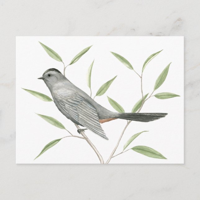 Cartão Postal Cinza Catbird Bird Art (Frente)
