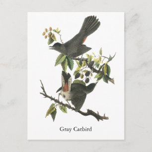 Cartão Postal Cinza Catbird, John Audubon