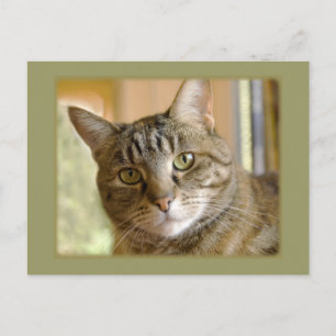 Cartão Postal Cinza Cor-de-Rosa Cor-de-Rosa, por Foto de Fechame