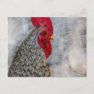 Cartão Postal Cinza Country Rooster
