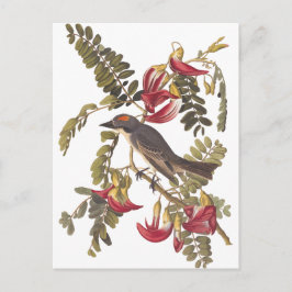 Cartão Postal Cinza da Audubon Kingbird na Árvore Hummingbird