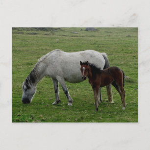 Cartão Postal Cinza Dartmoor Pony Mare E Foal