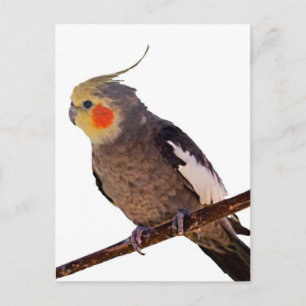 Cartão Postal Cinza de Cockatiel e fotografia amarela de pássaro