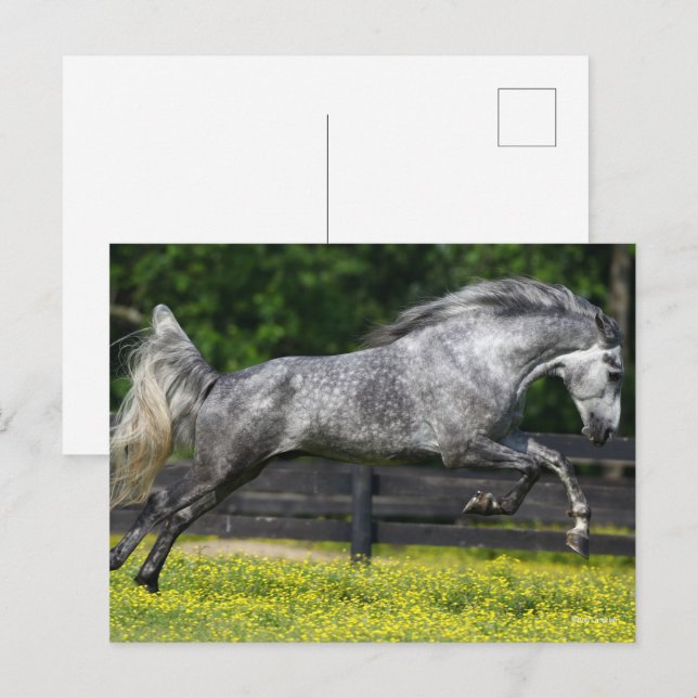 Cartão Postal Cinza De Maçã-Rochosas Cordilheiras (Frente/Verso)