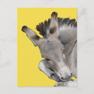 Cartão Postal Cinza Donkey Foal