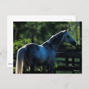 Cartão Postal Cinza Hanoverian Stallion Standlion