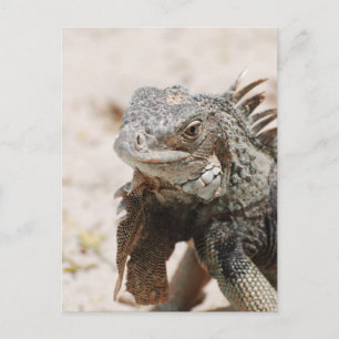 Cartão Postal Cinza Iguana