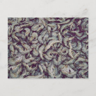 Cartão Postal Cinza Prawns