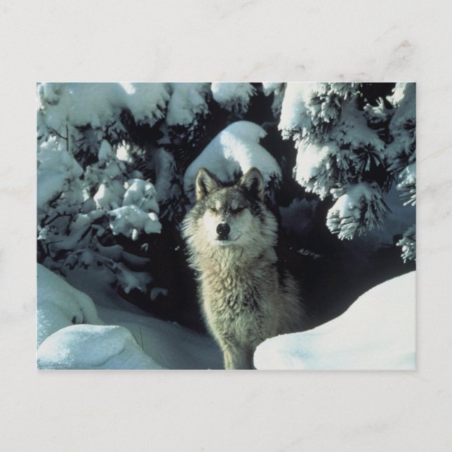 Cartão Postal Cinza Wolf (Frente)