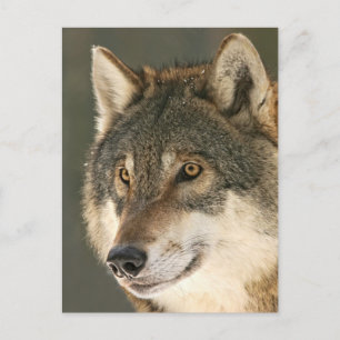Cartão Postal Cinza Wolf