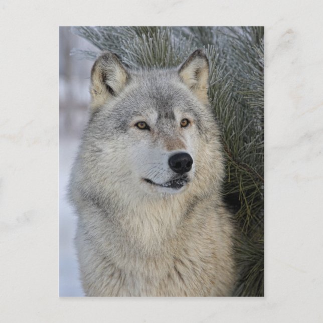 Cartão Postal Cinza Wolf (Frente)