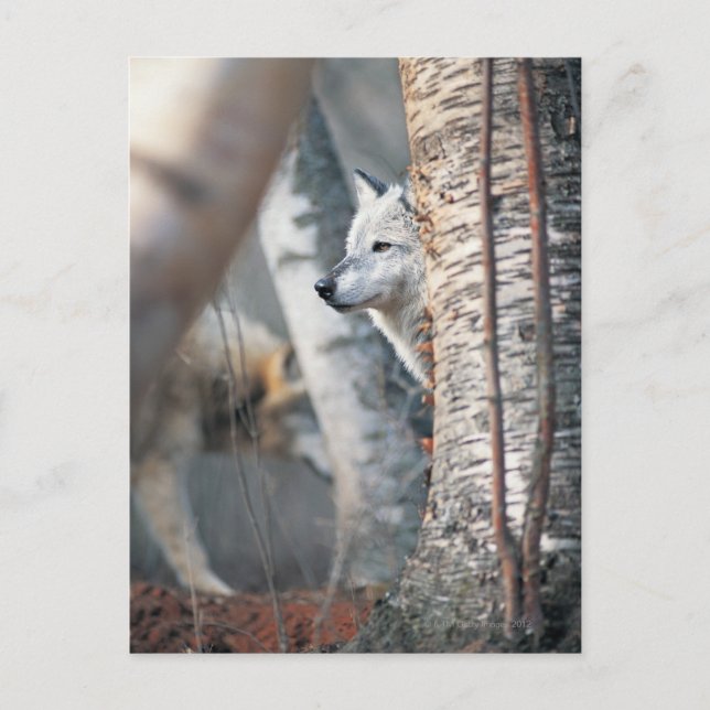 Cartão Postal Cinza Wolf Atrás da Árvore (Frente)
