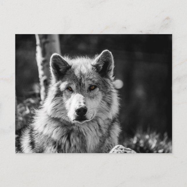Cartão Postal Cinza Wolf busto a preto e branco (Frente)