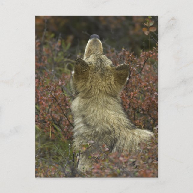 Cartão Postal Cinza Wolf (Canis lupus) (Frente)
