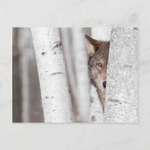 Cartão Postal Cinza Wolf (Canis lupus) atrás da árvore
