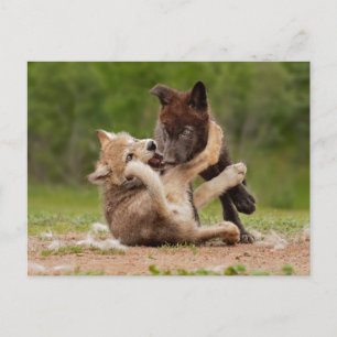 Cartão Postal Cinza Wolf Pups em luta