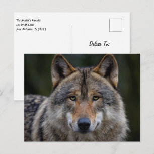 Cartão Postal Cinza Wolf Upclose